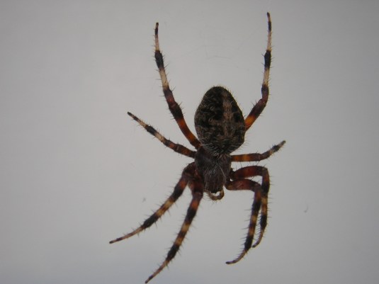 The spider I should charge rent for living in my front door.