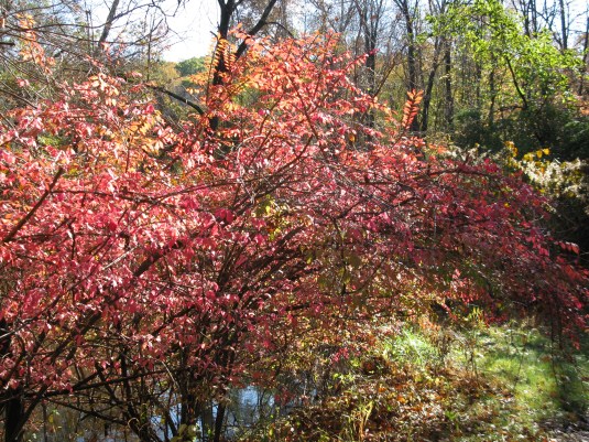 On the prior Sunday (10-26-2008) there was still some beautiful autumn color to be had around the streams of Morristown, NJ